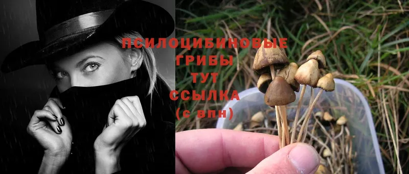 Галлюциногенные грибы Cubensis  даркнет состав  Красноперекопск  блэк спрут ССЫЛКА 